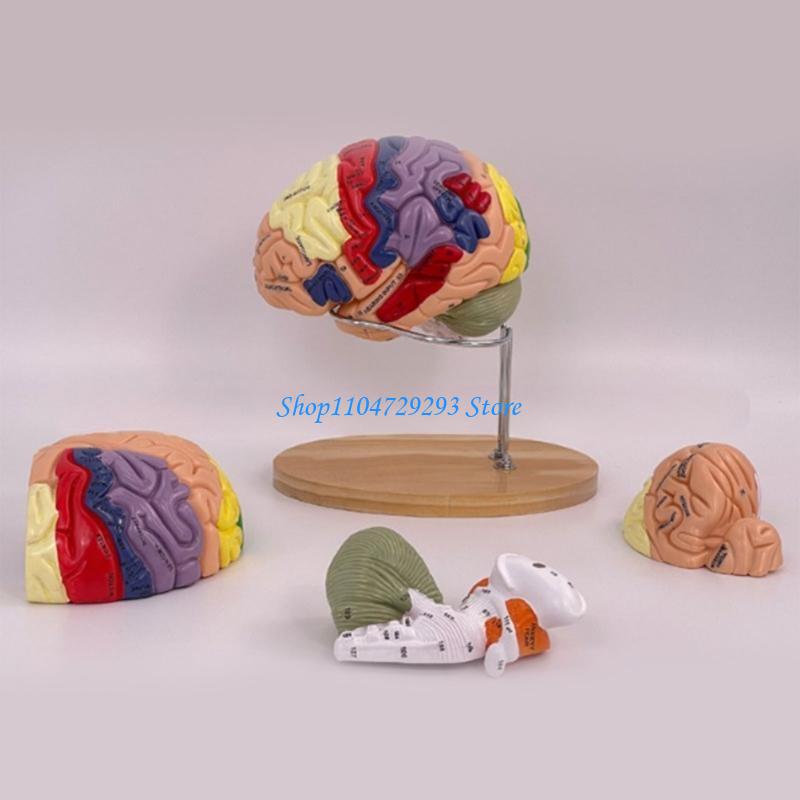 Y2GD Модель анатомии мозга Орг – обзор и цена Medical Lab And Science